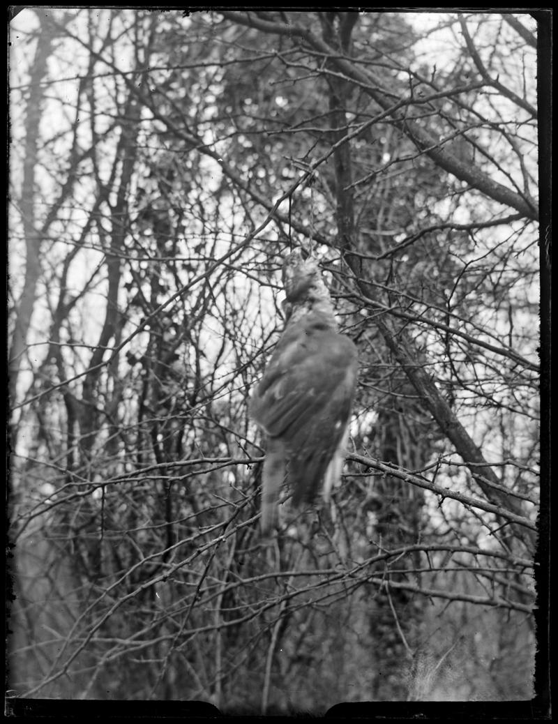 Dead Sparrowhawk, glass negative