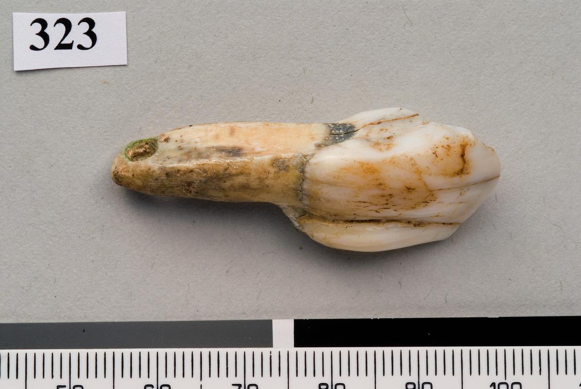 Upper Palaeolithic perforated tooth