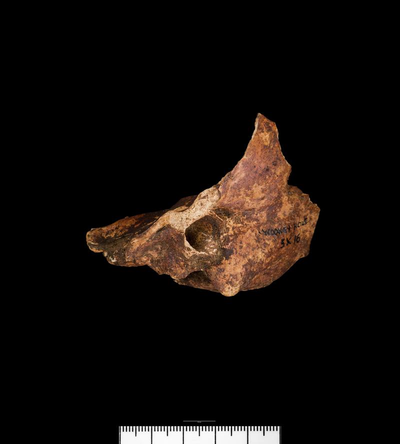 Iron Age human remains