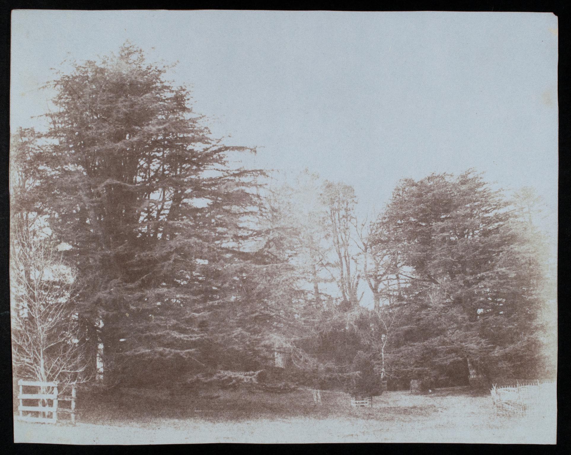 Trees in parkland, photograph