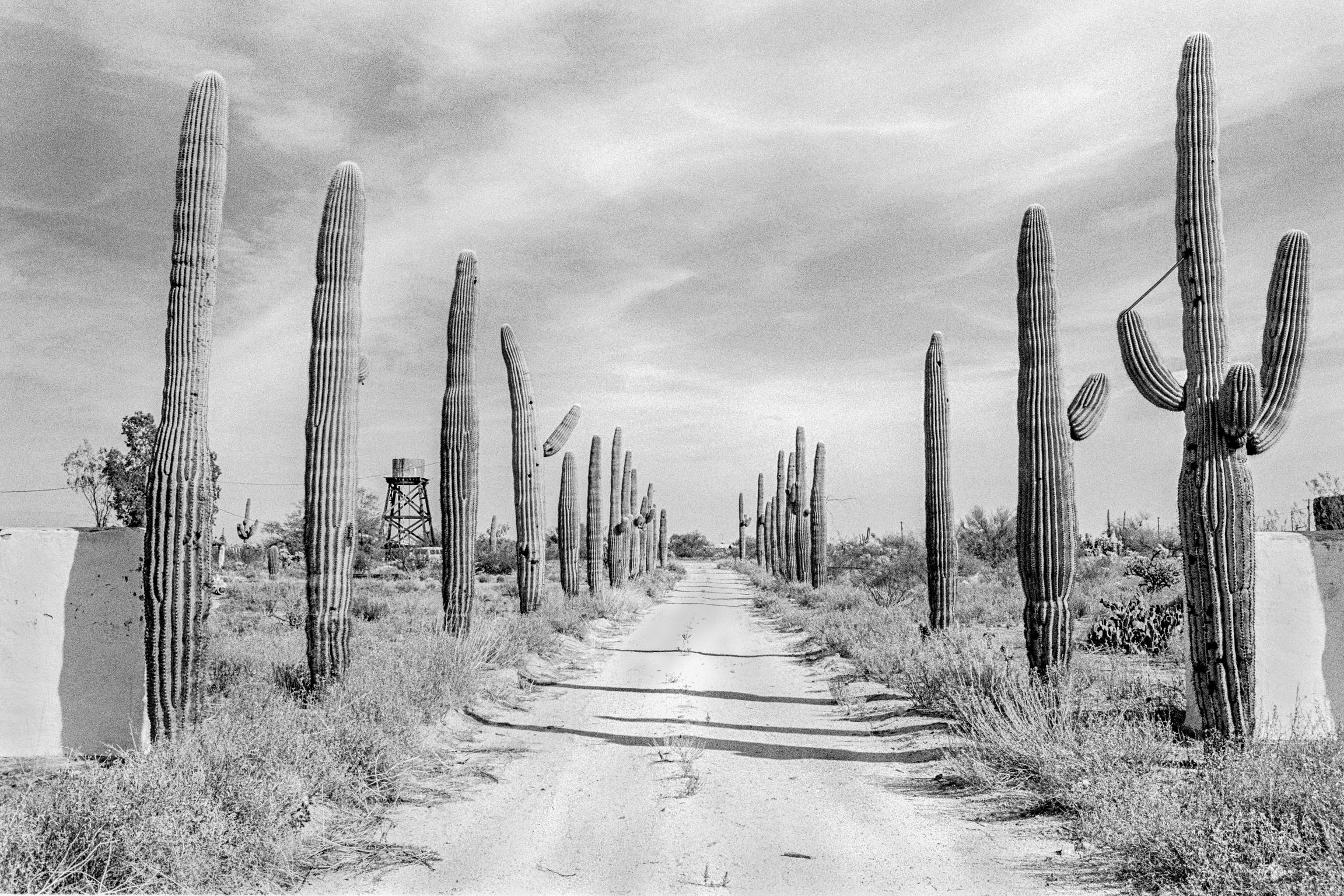 Cactus Forest Road. Florence, Arizona USA