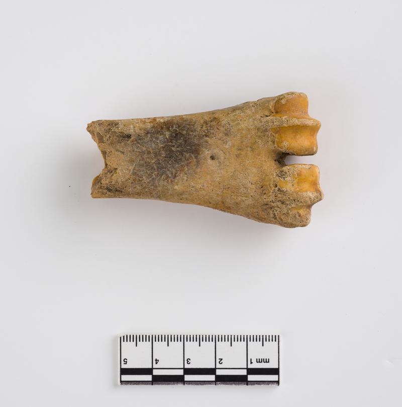 Pleistocene reindeer bone