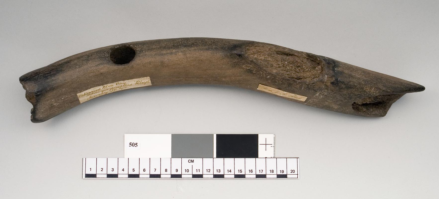 Mesolithic antler mattock
