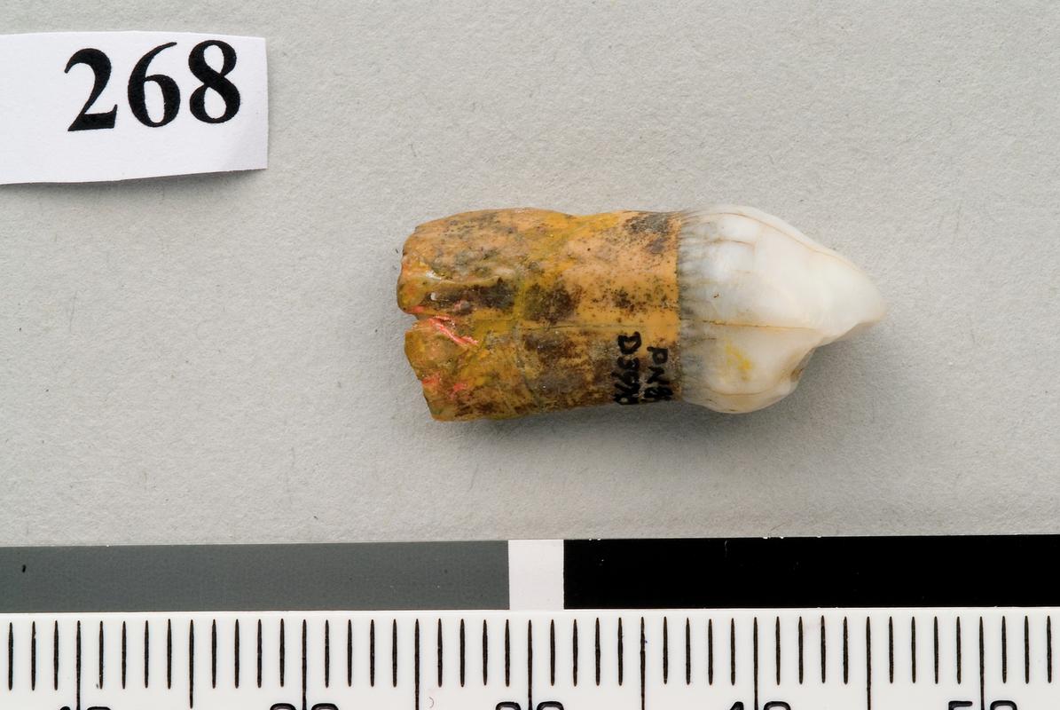 Neanderthal premolar . Pontnewydd Cave