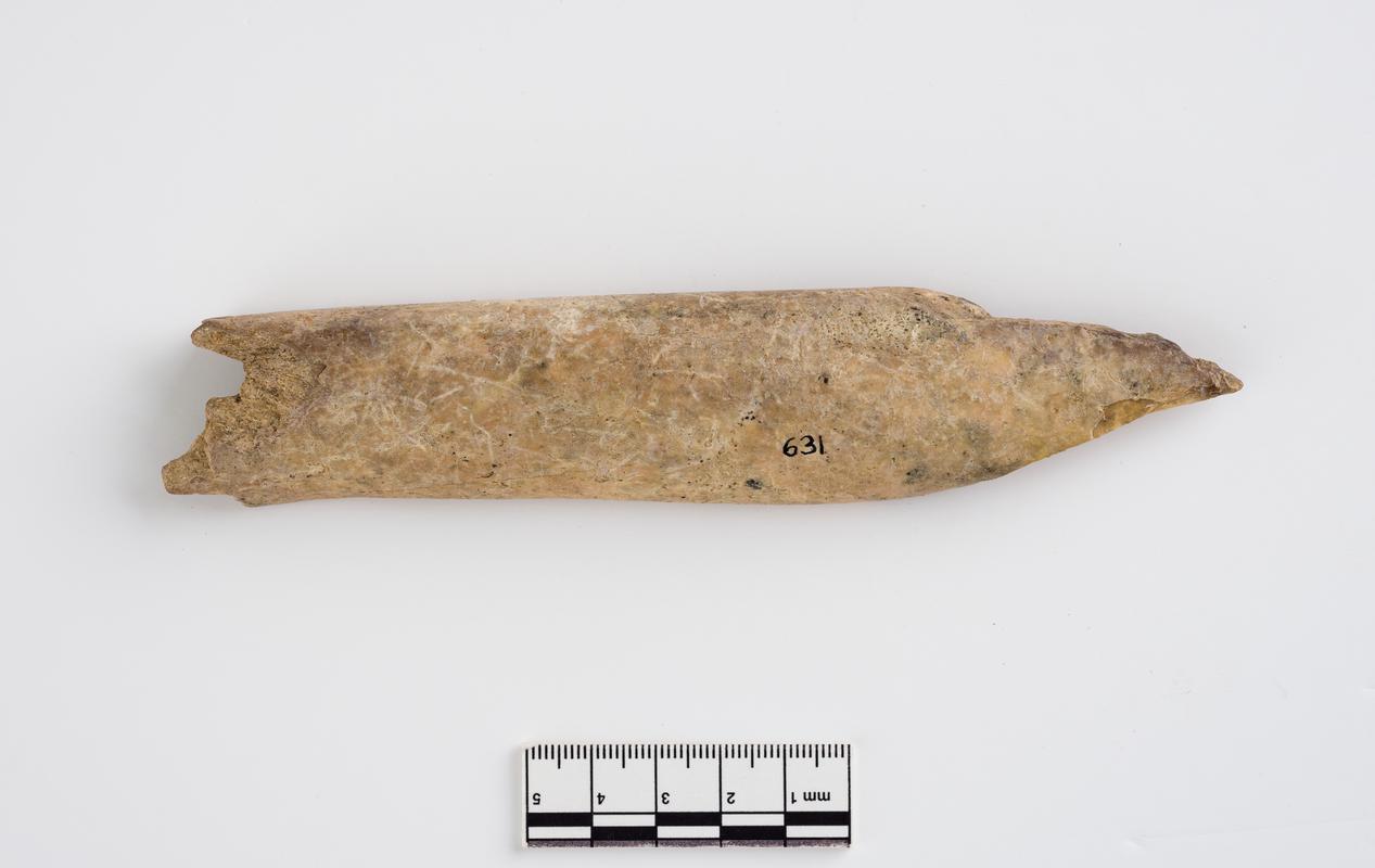 Pleistocene red deer bone