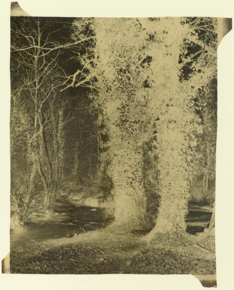 Trees, negative