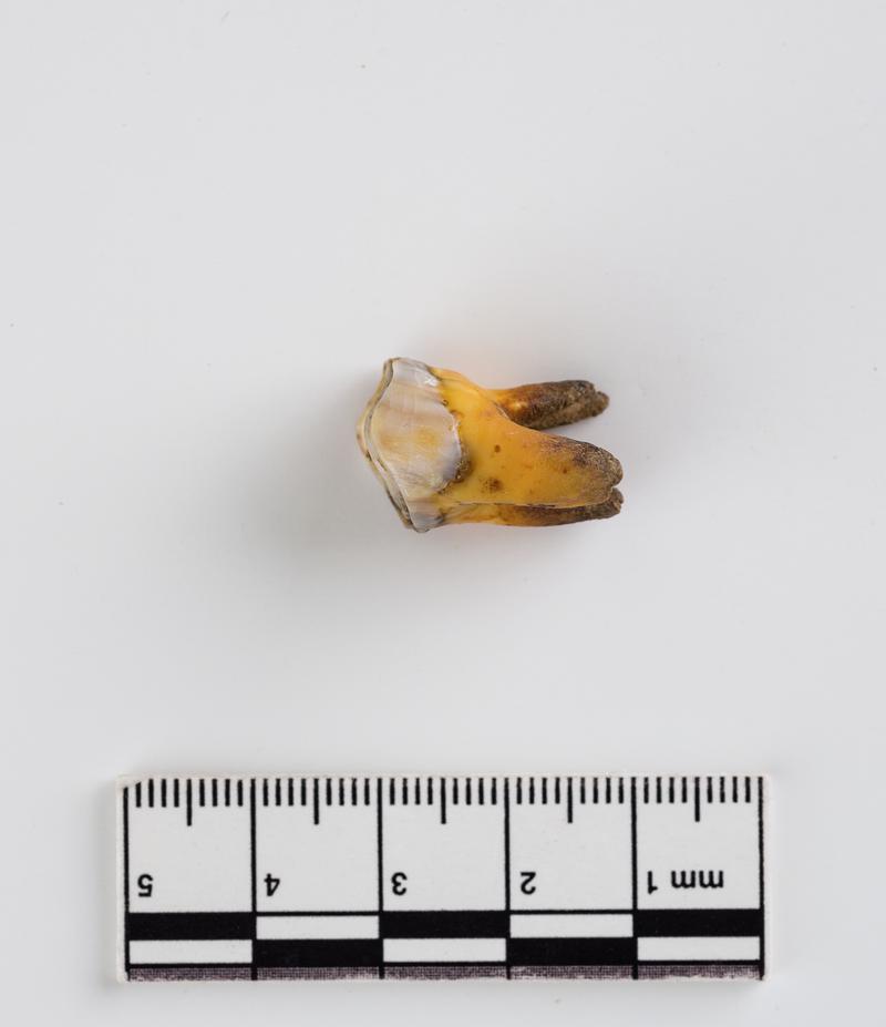 Pleistocene red deer tooth