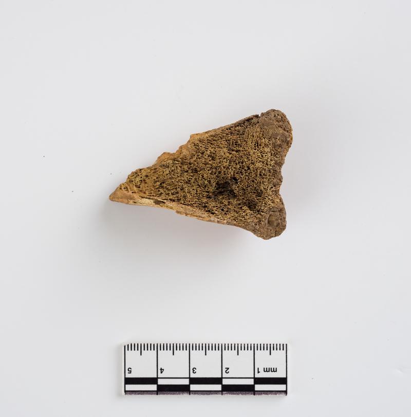 Pleistocene red deer bone