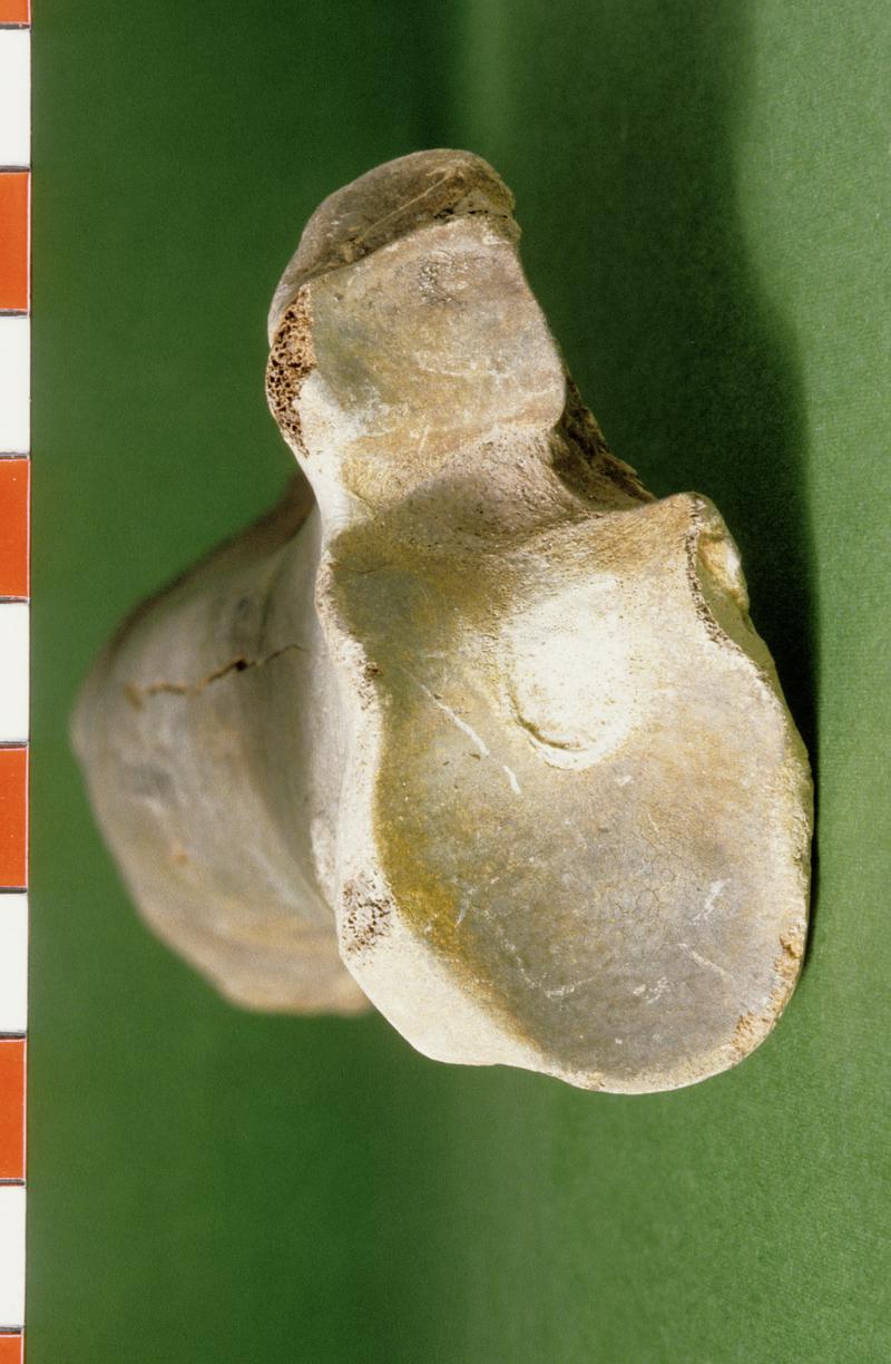 Undated animal remains