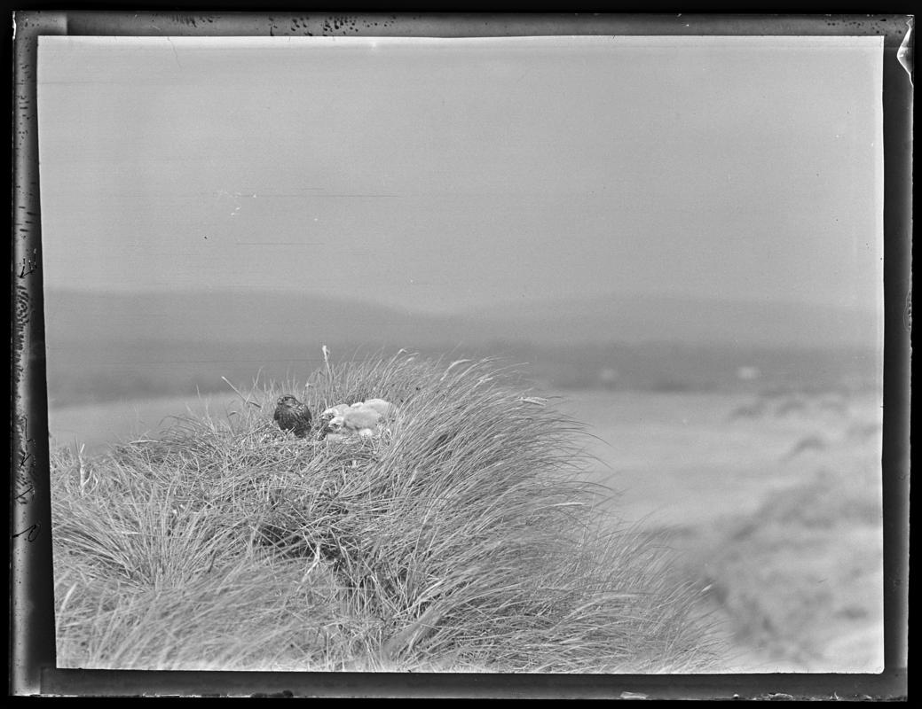 Merlin, glass negative