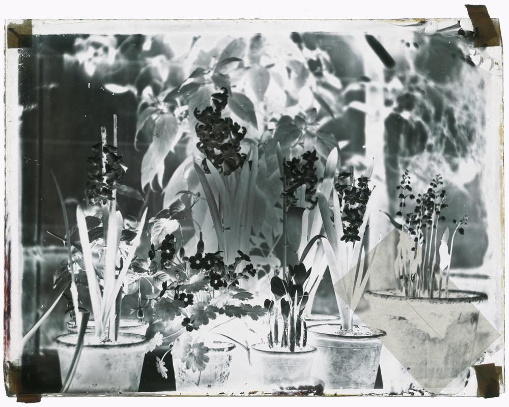 Pots of spring flowers, negative