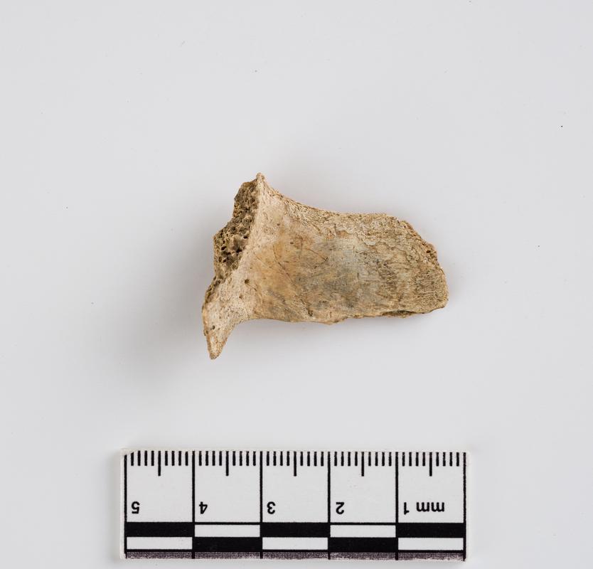 Holocene auroch bone