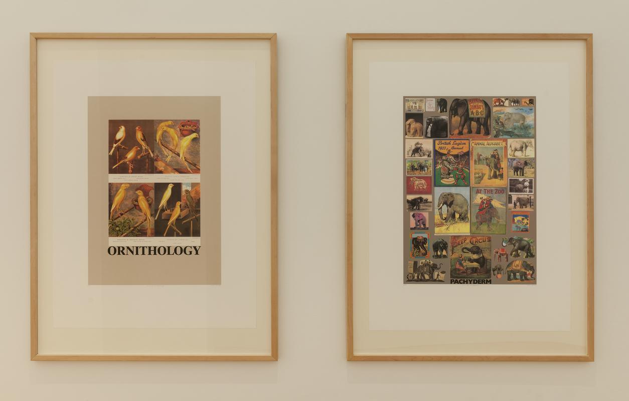 O is for Ornithology