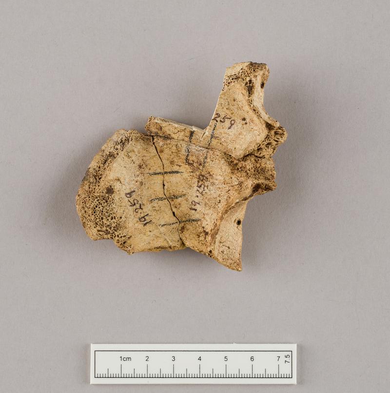 Neolithic human remains