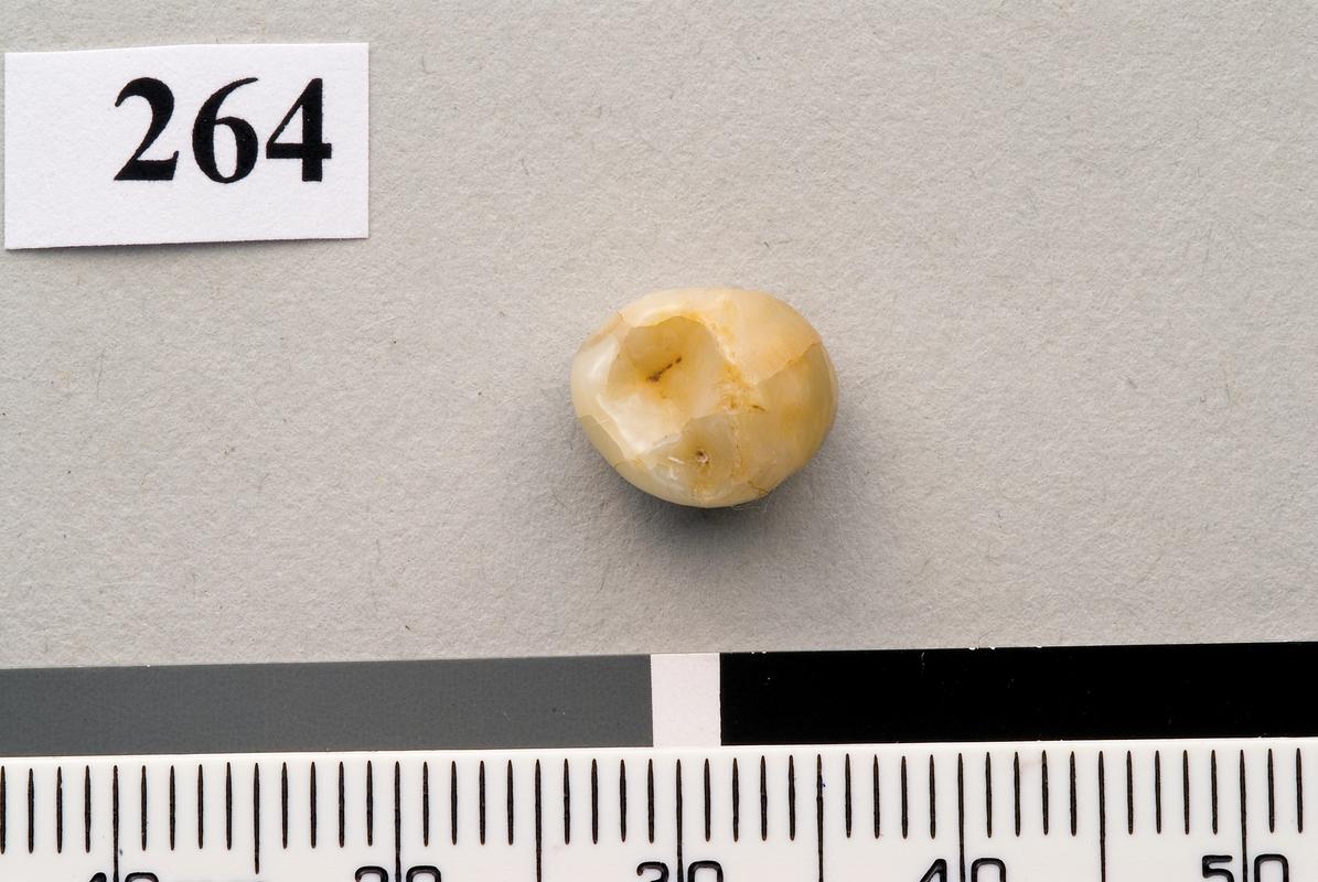 Lower Palaeolithic Neanderthal tooth