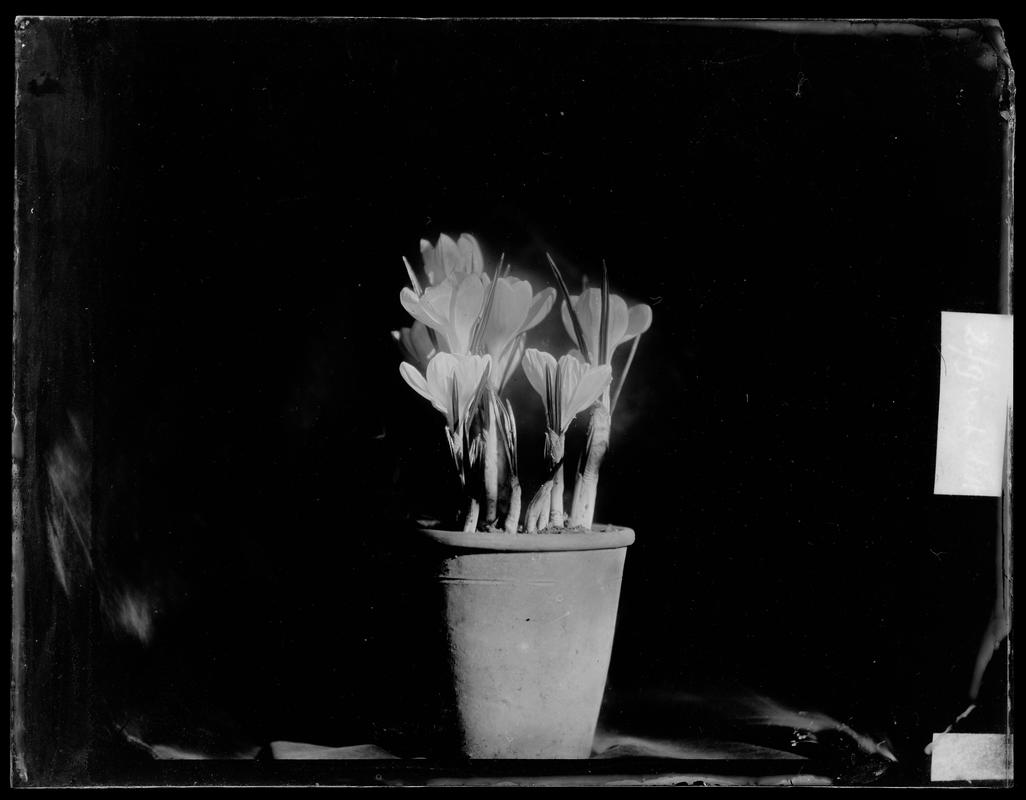 Pot of crocuses, glass negative