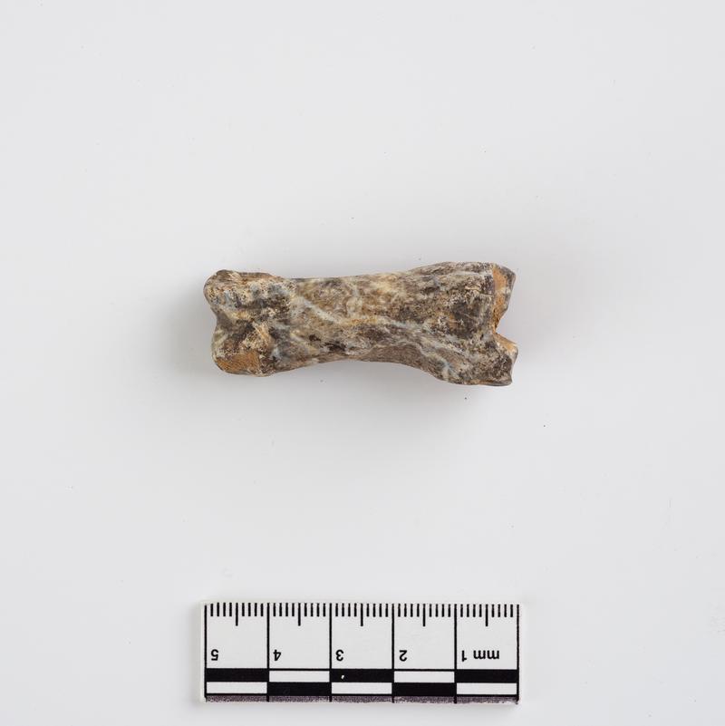 Pleistocene reindeer bone