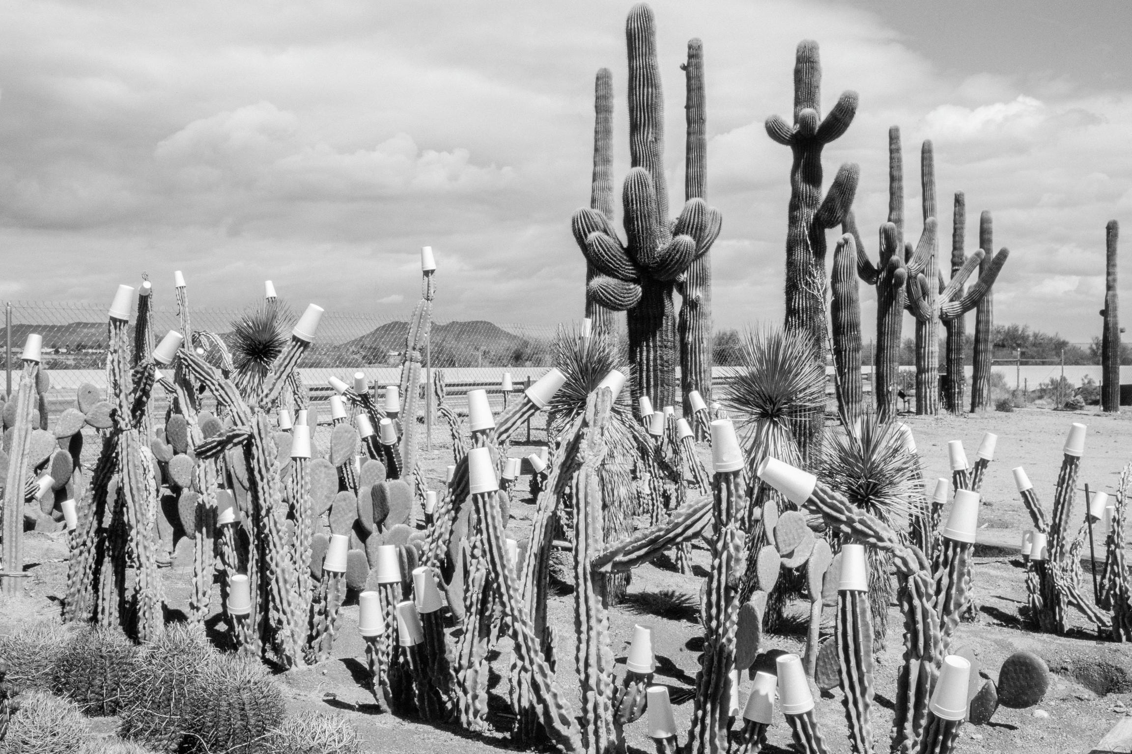 Winter cactus garden. Paper cups to protect against night frosts. Arizona USA