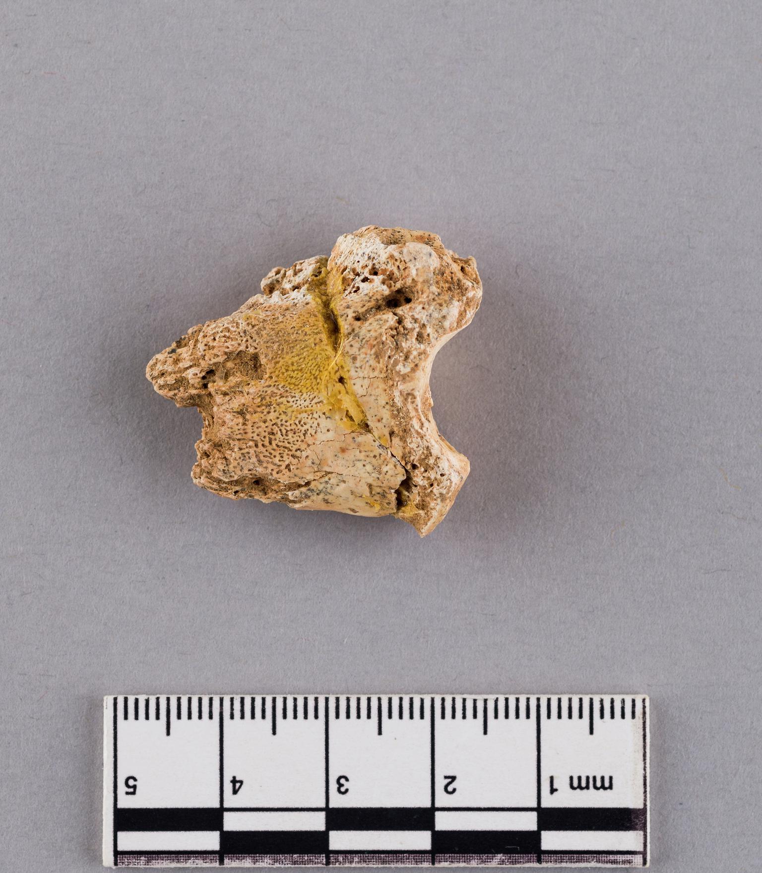 Pleistocene bear bone