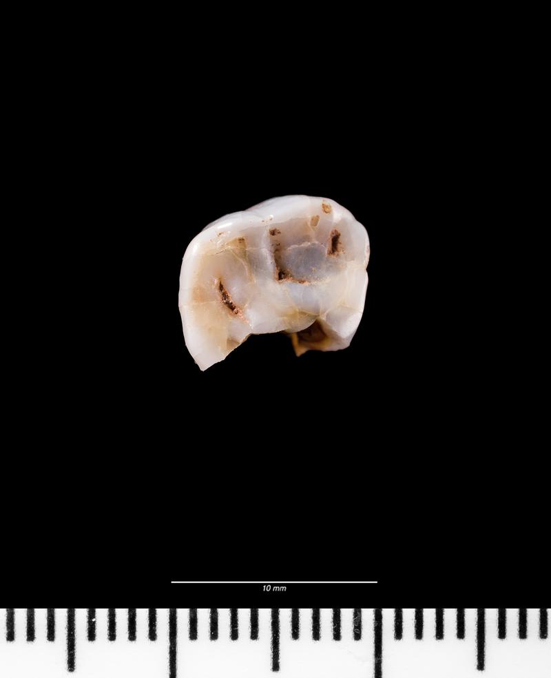 Roman milk teeth