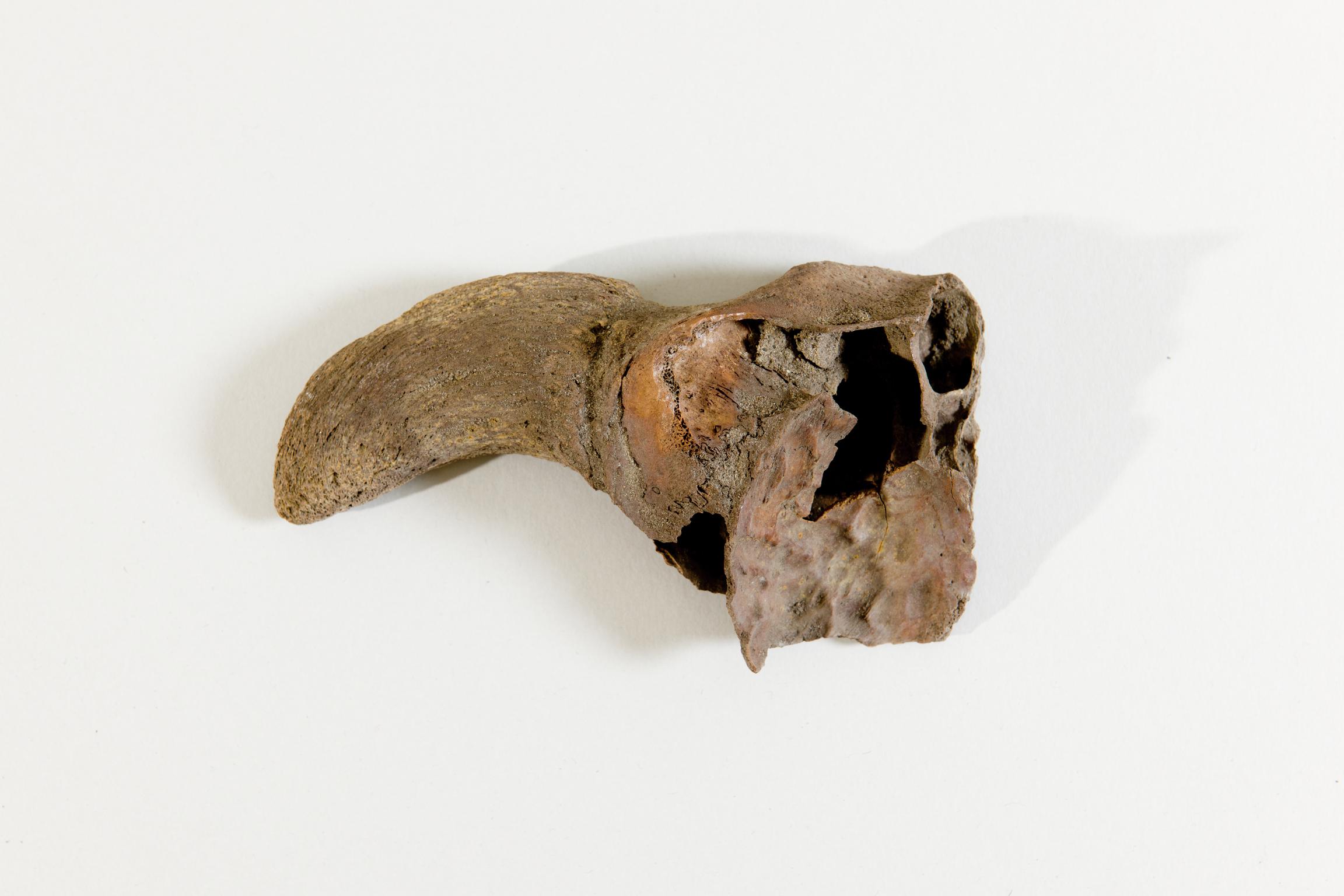 Late Iron Age animal bone