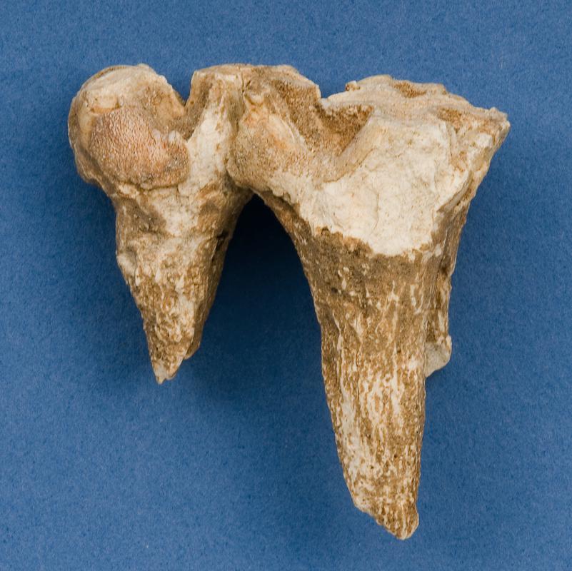 Pleistocene hippopotamus tooth