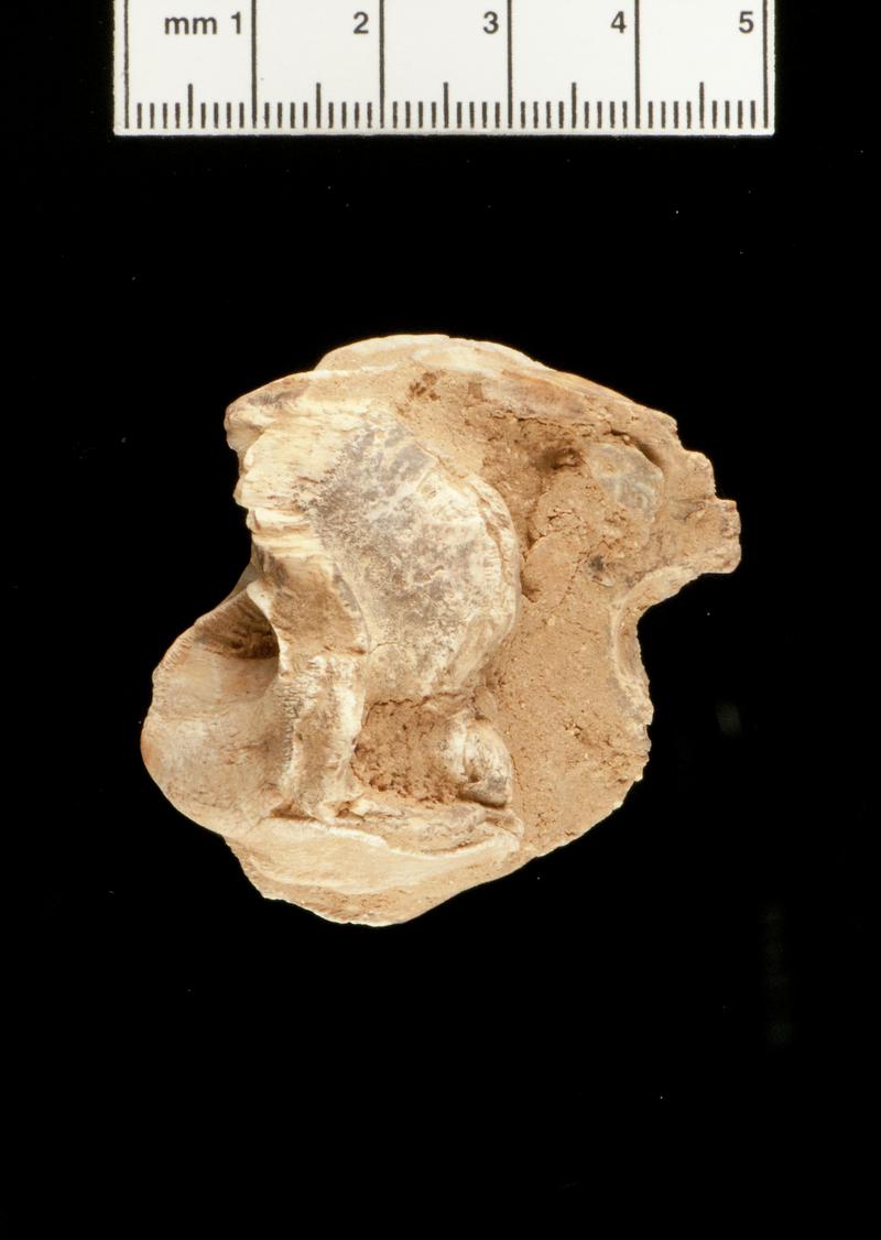 Pleistocene woolly rhinoceros tooth