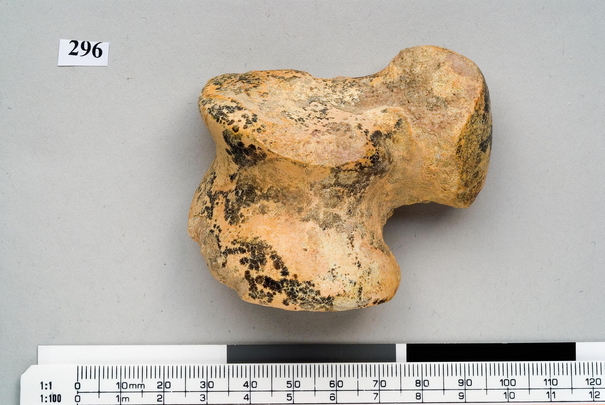 Pleistocene lion bone