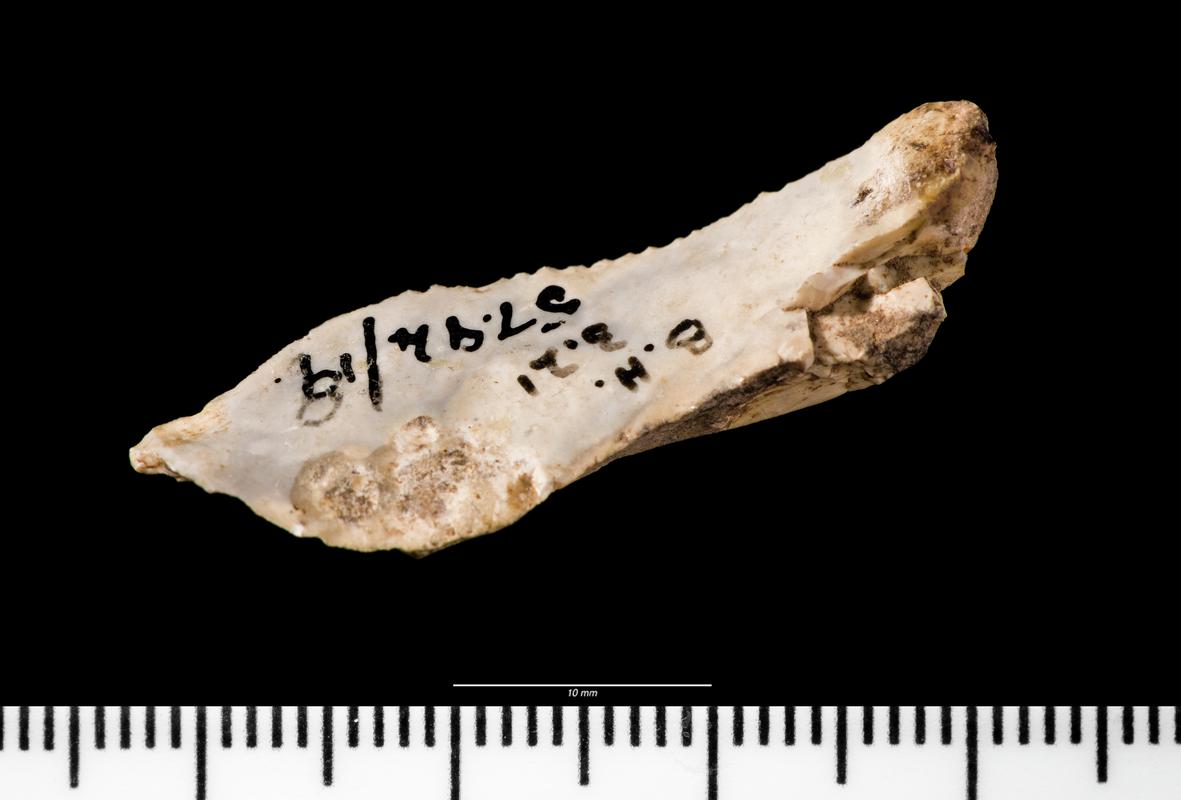 Mesolithic flint microdenticulate