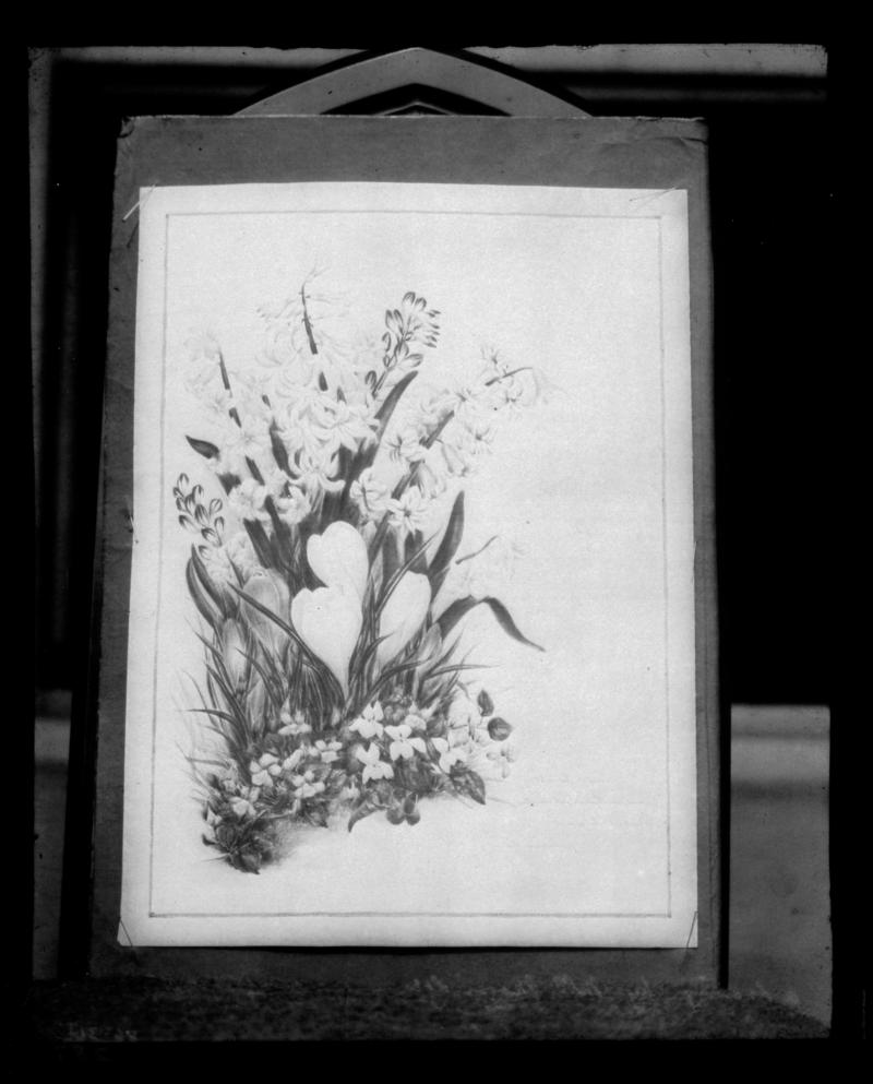 drawing by Mrs Moggridge of flowers, negative
