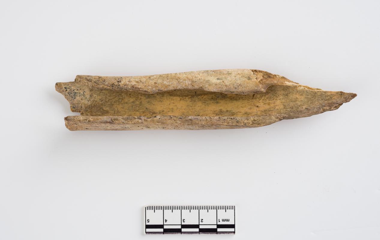 Pleistocene red deer bone