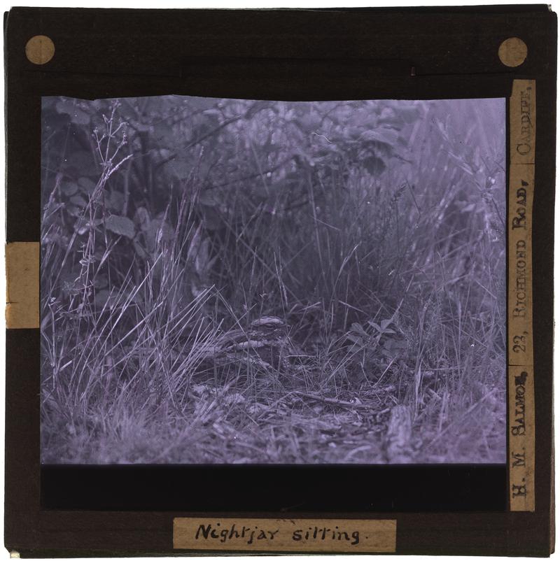 Nightjar, lantern slide