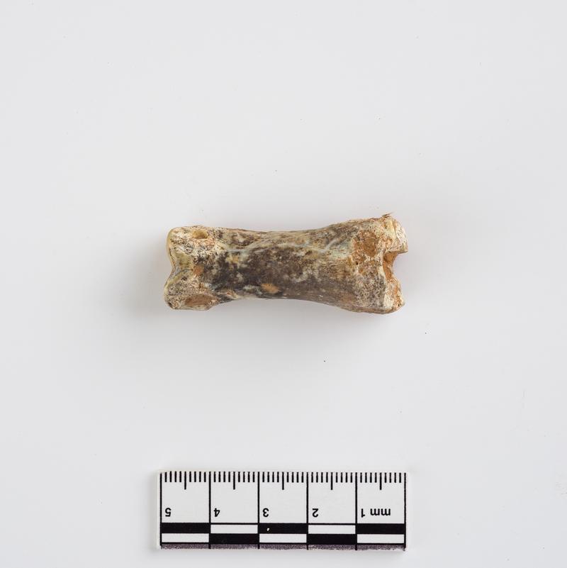 Pleistocene reindeer bone