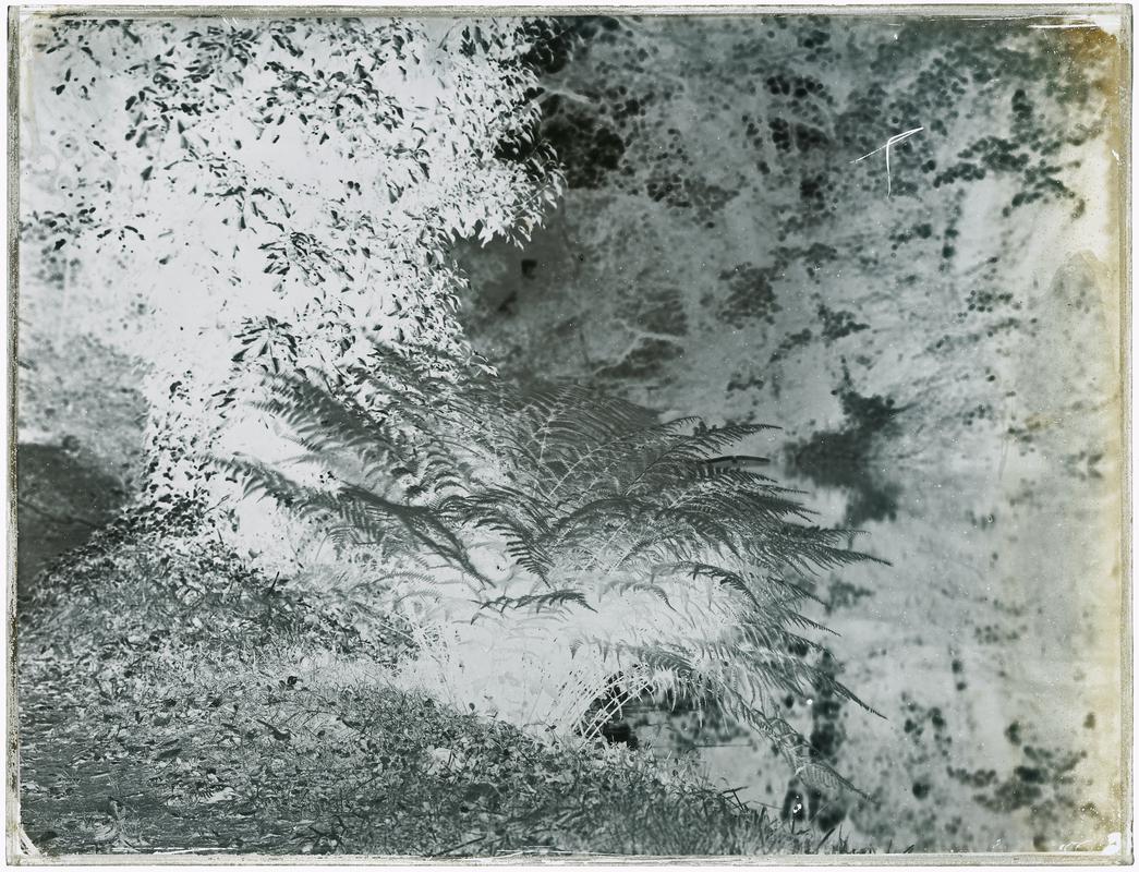 Athyrium Filix-Femina: the Lady Fern (glass neg)