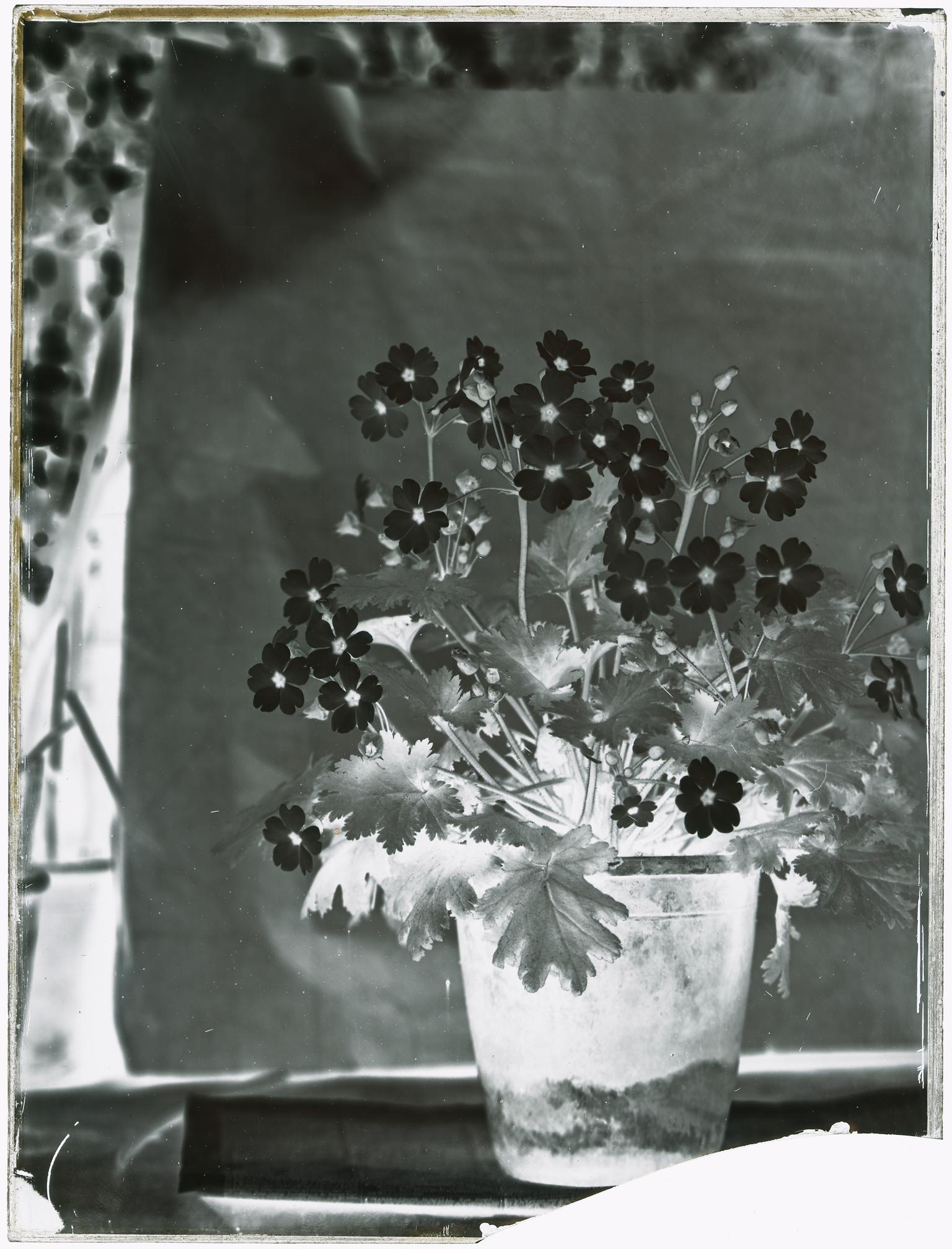 Pot of flowers, photograph
