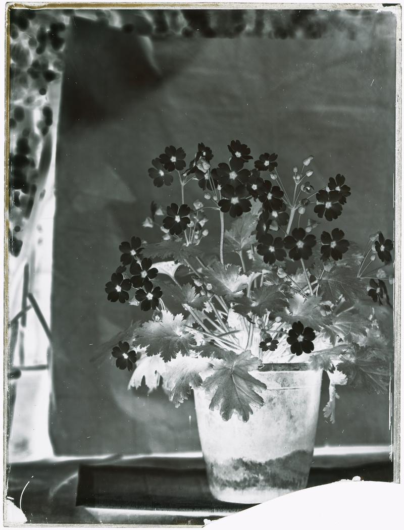 Glass negative