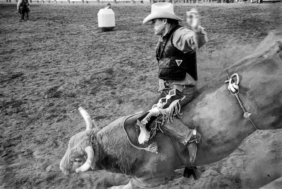 USA. ARIZONA. Buckeye Senior Rodeo, man tossed from bull. Only a broken rib. 2002.