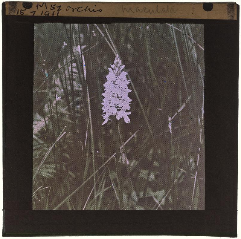 Spotted Orchid, lantern slide