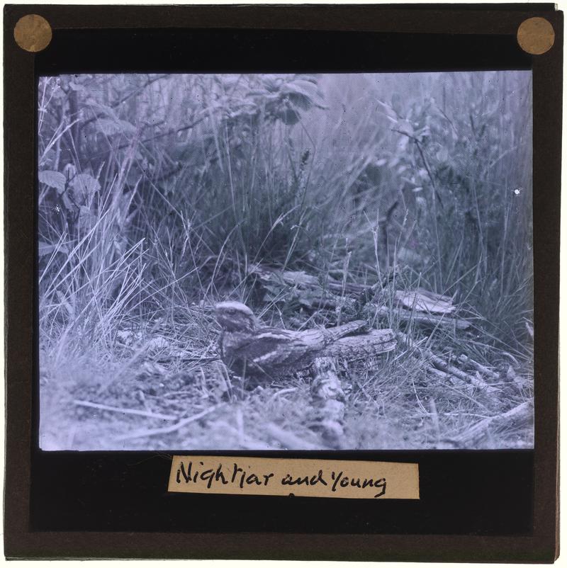 Nightjar with young, lantern slide