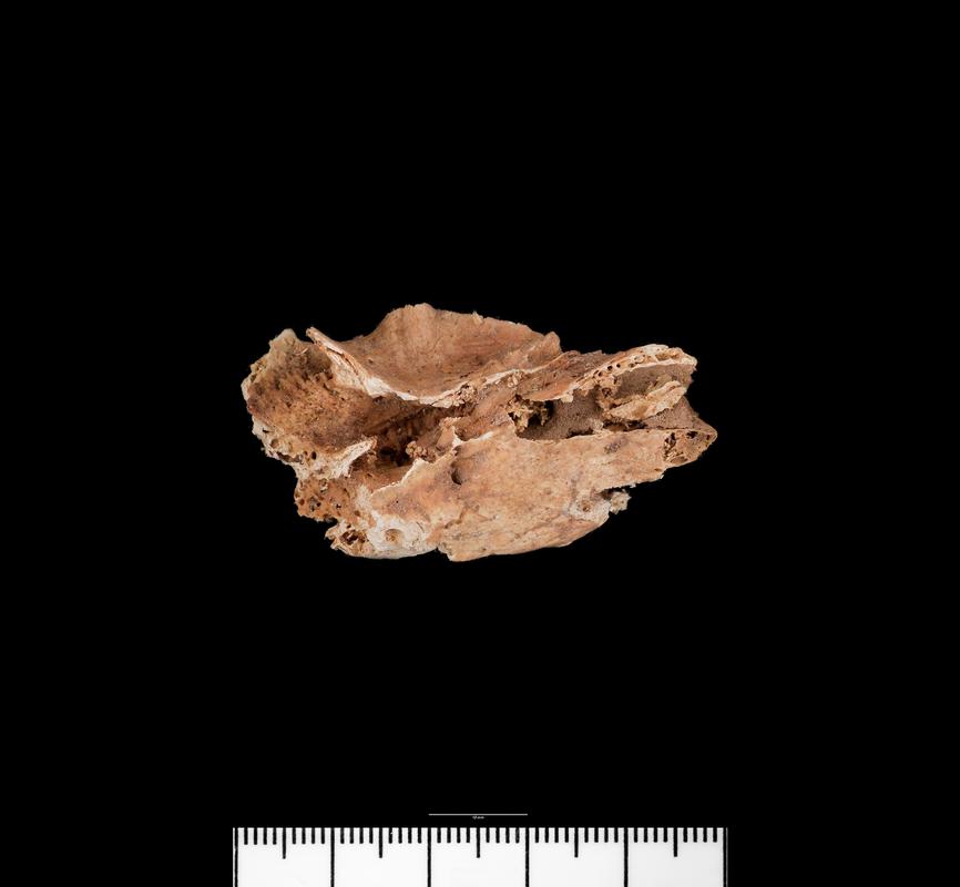 Bronze Age / Roman human bone