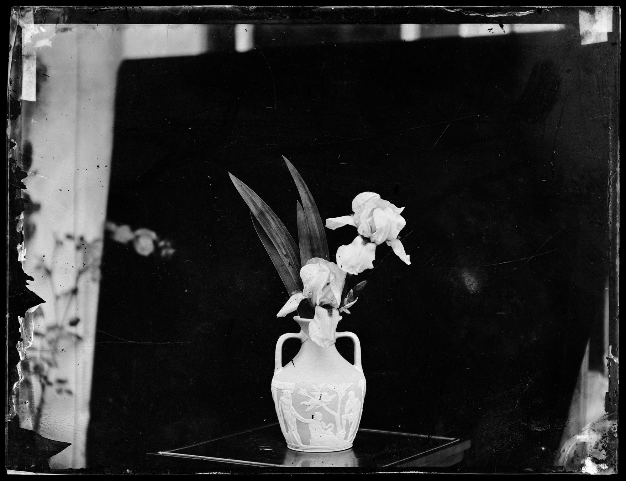 Vase of iris, glass negative