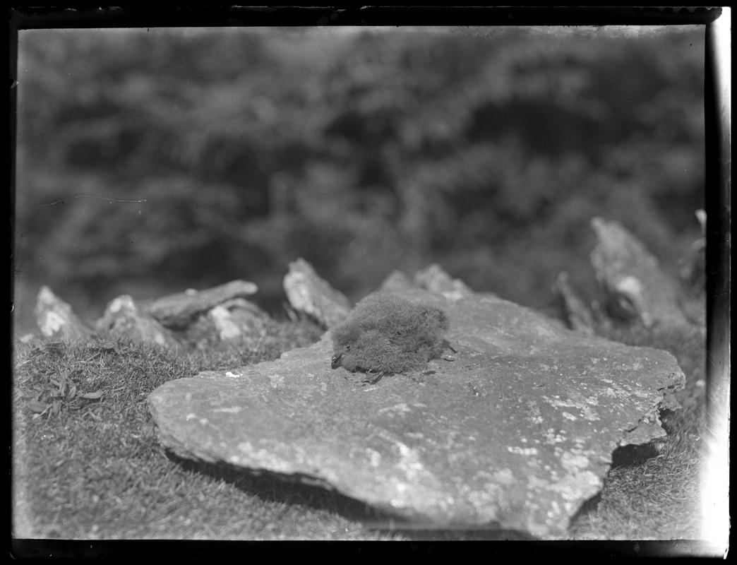 Storm Petrel, glass negative