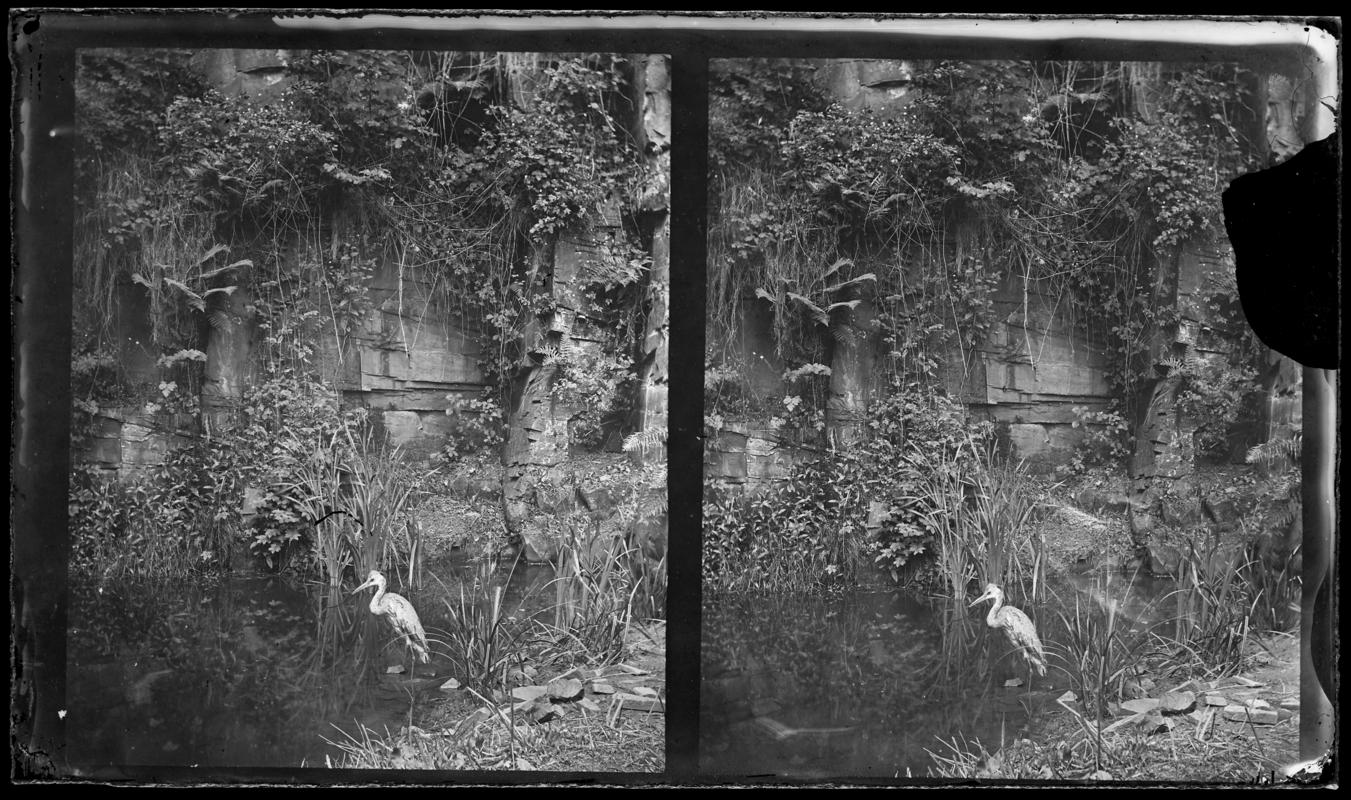 Heron, glass negative