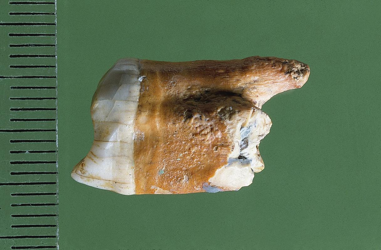 tooth . Pontnewydd Cave