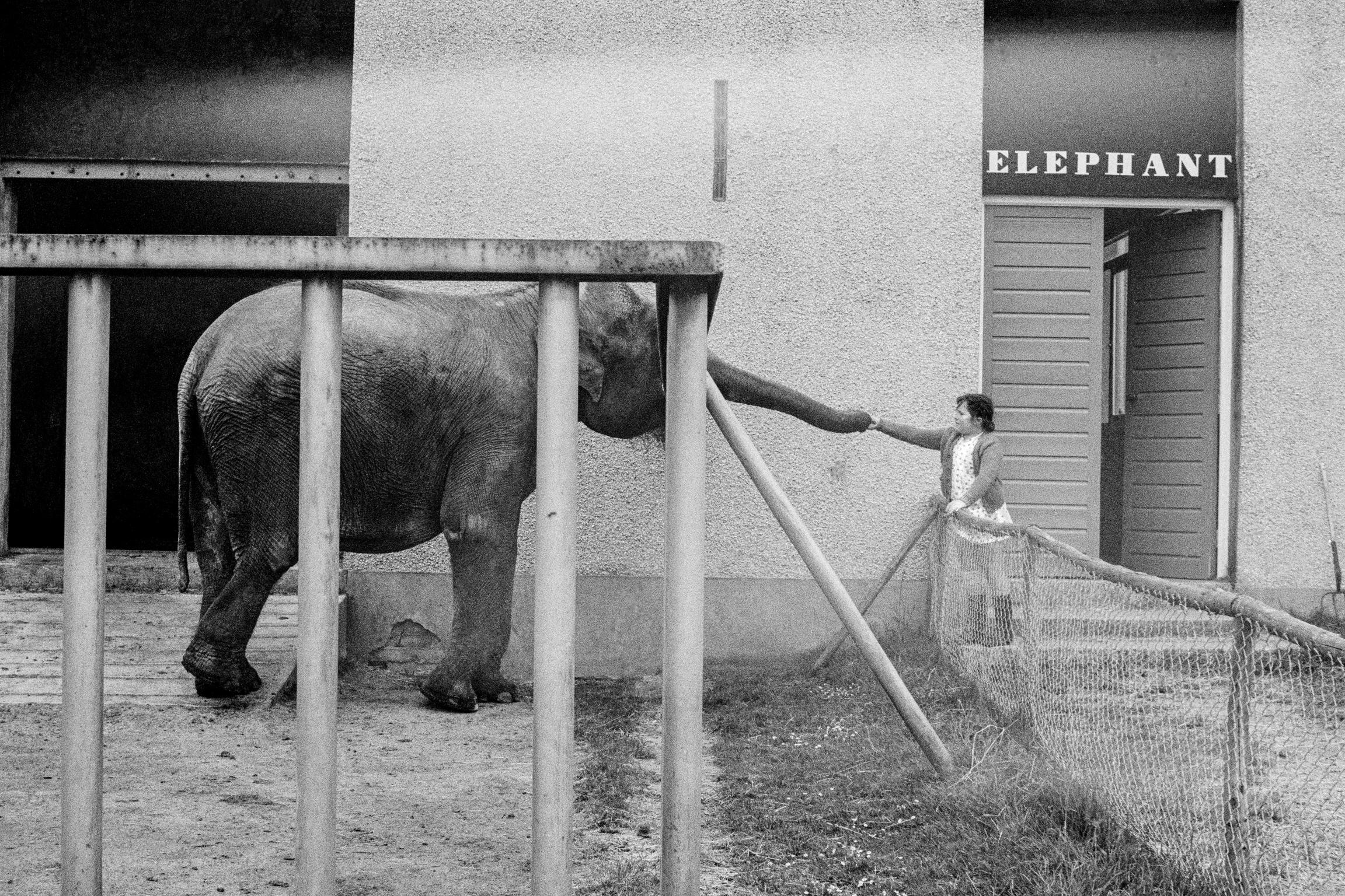 Elephant in the zoo being fed. Barry, Wales
