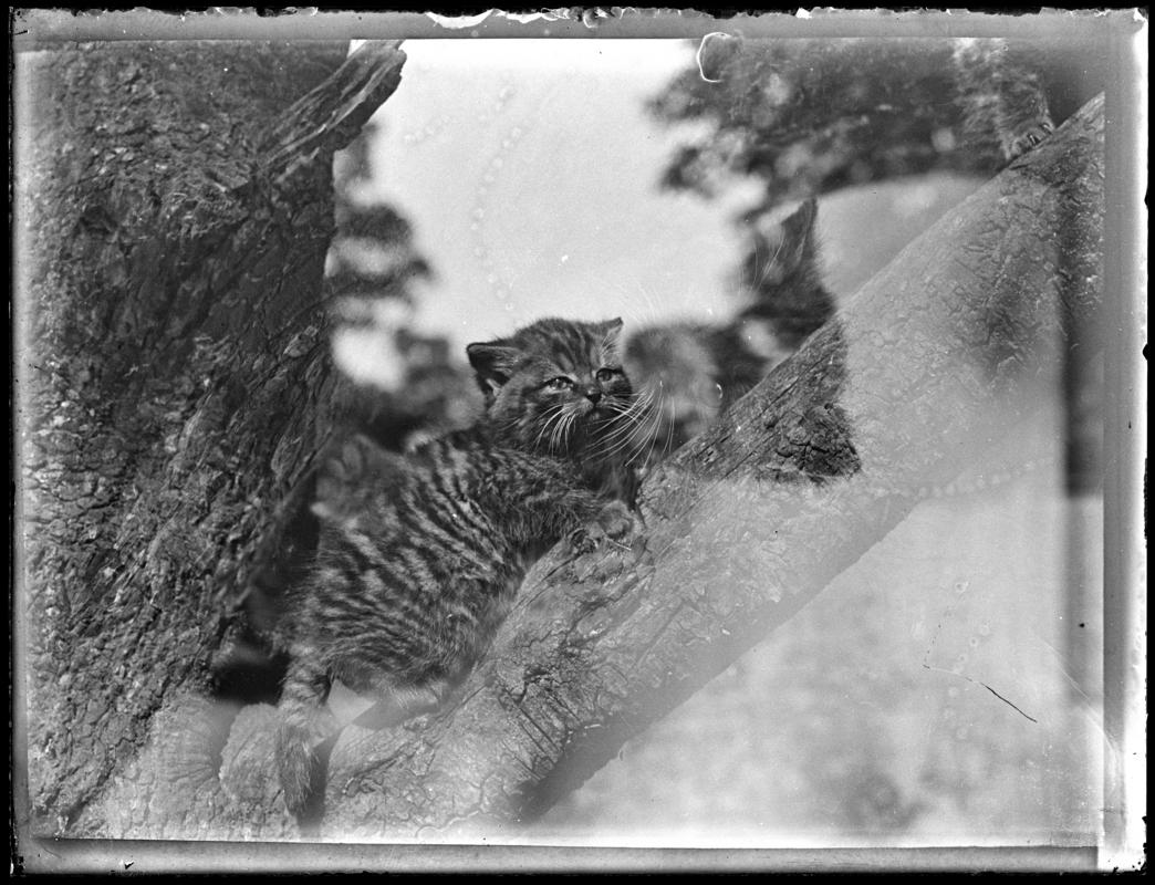 Kittens, glass negative