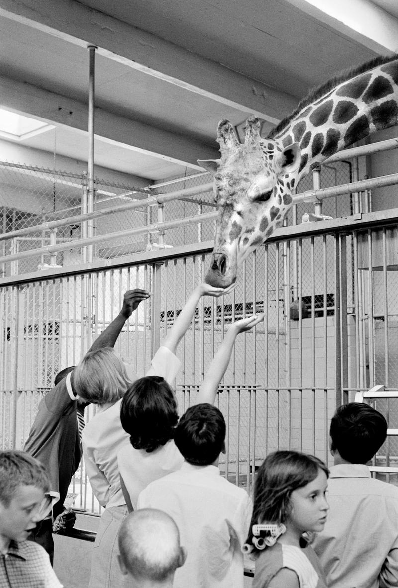 USA. Cincinnati. The Zoo. 1968
