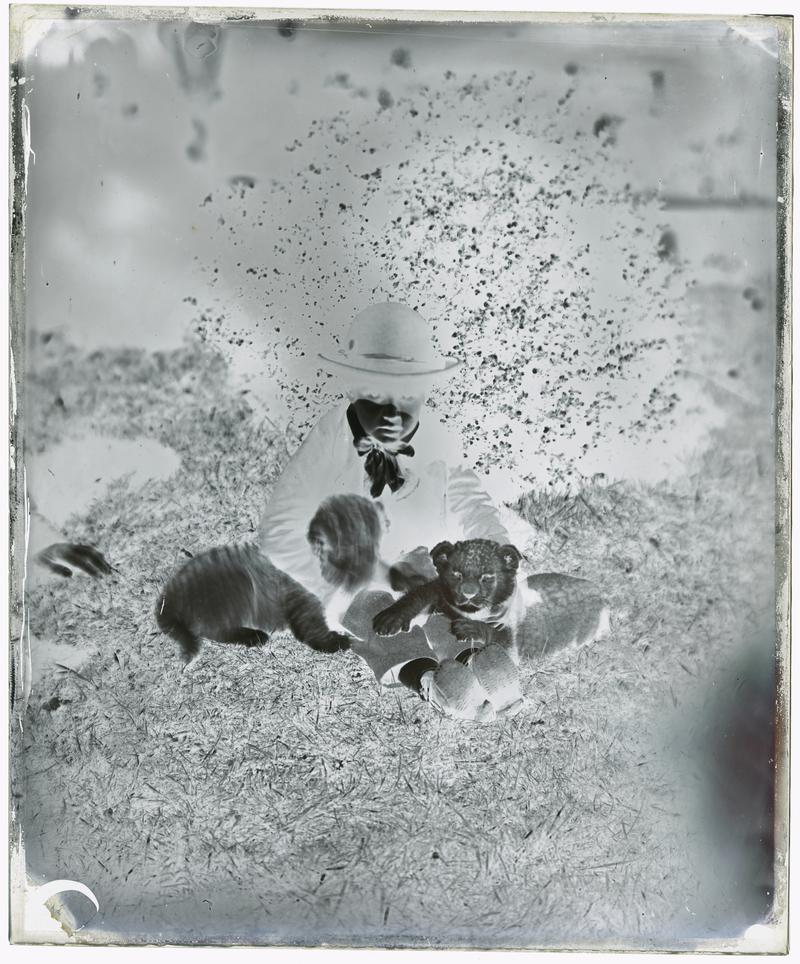 Lion Cubs, Clifton Zoological Gardens (glass neg)