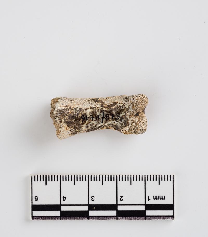Pleistocene reindeer bone