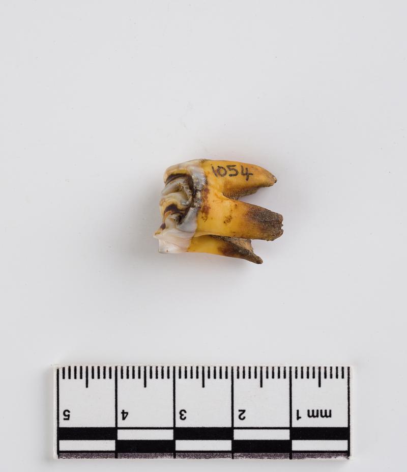 Pleistocene red deer tooth